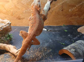 Male bearded dragon