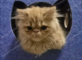 Male Persian Kitten for Loving Home