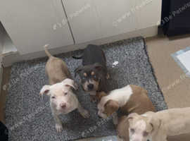 Adorable American Bulldog Puppies - Blue Tan, Cream, White, & Brown