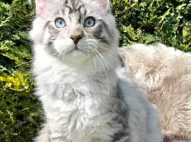 Maine Coon Kittens