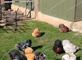 2 beautiful black pekin bantam hen