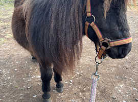 Miniature Shetland filly