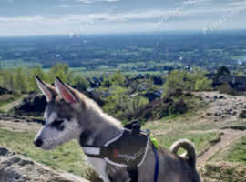 Only 1 left 1 male husky cross puppies