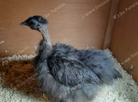 Necked neck bantam chickens