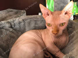6 month old sphynx