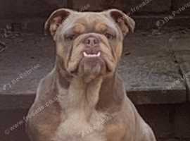 English bull dogs 2 sisters