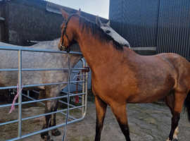 Light bay Irish sport horse for sale