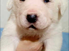 Central Asian shepherd puppy