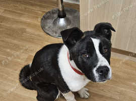 7 months Akita/ American bulldog
