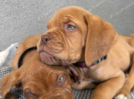 Dogue de Bordeaux (French Mastiff) Puppies - The Ultimate Guard Dog