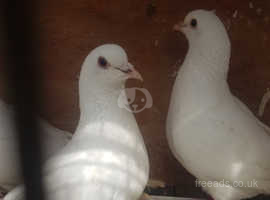 White pigeons for sale
