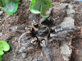 Tarantula bulk buy males-famales and spiderlings