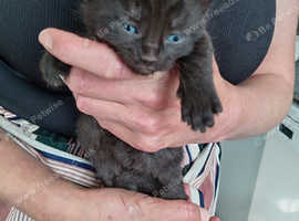 Burmese mixed kittens