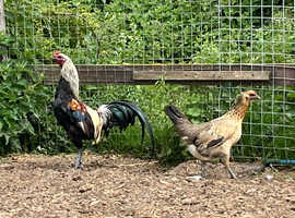 Pair of rare breed chickens