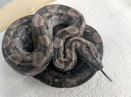 1.1 pair of yearlings RDR black eyed