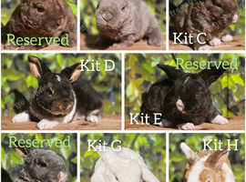 Mini Plush Lop Baby Rabbits