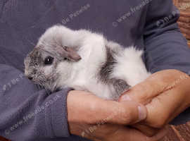 Home bred Baby guineas 6-8 weeks boars and sows