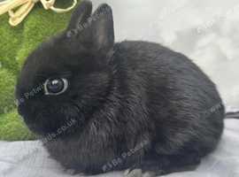 Pure Netherland Dwarf