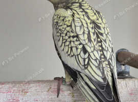Cockatiel