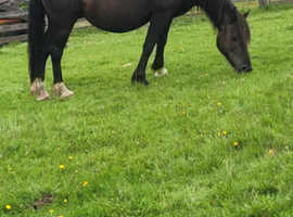 Smokey Black welsh cob mare