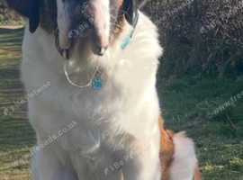Saint Bernard looking for new home