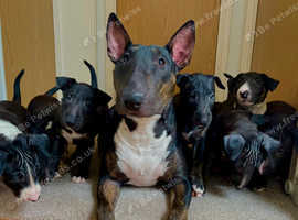Stunning KC Registered Bull Terrier Puppy - Rare Colour - Ready Now