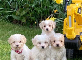 Cavachon Puppies