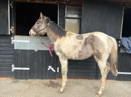 Dapple Grey Horses For Sale in Bexhill