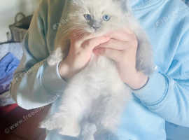 Bluepoint Ragdoll kitten for sale