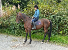 Standardbred For Sale