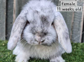 Various Mini Lop Babies