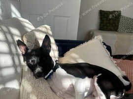 Female basenji to breed with our male