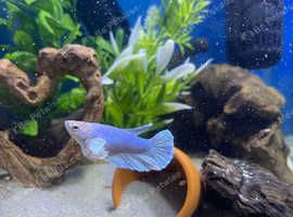 3 Beautiful female Betta, 1 pleco + Set up