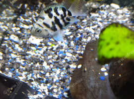 Polar ice parrot fish