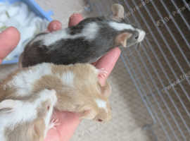 3 female fancy mice with accessories for sale