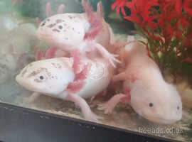 Happy to re-home any type off axolotls/fish ...