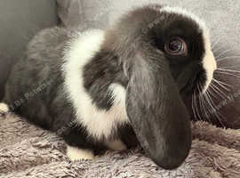 4 beautiful female rabbits