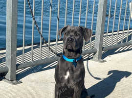 Cane corso x