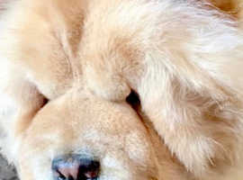 KC FEMALE CHOW FOR SALE!!!!!