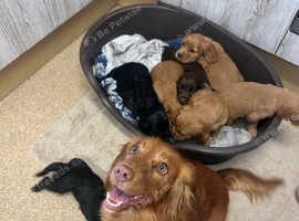 Fully Kc registered cocker spaniels puppies