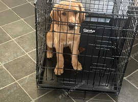 Puppy female