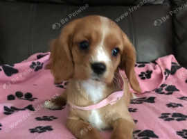 Stunning cavalier King Charles puppies