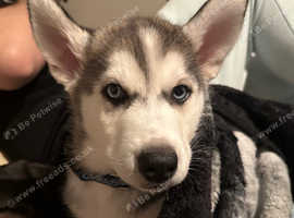 13 weeks old