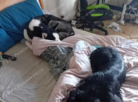 Newfie pup for sale £250