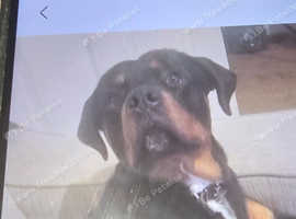 Rottweiler needs rehomed