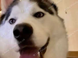 Siberian huskey