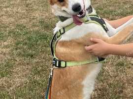 Cross breed needing a new home ASAP
