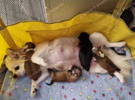 CHIHUAHUA PUPPIES