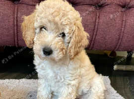 Miniature Poodle Puppies - KC Registered - Ready Now - £1,500 - Taunton, Somerset