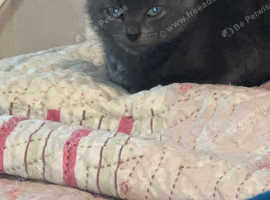 Grey kittens